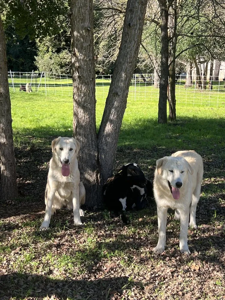 Custom yard cleanup service in Morgan Hill, CA - Votaw Livestock