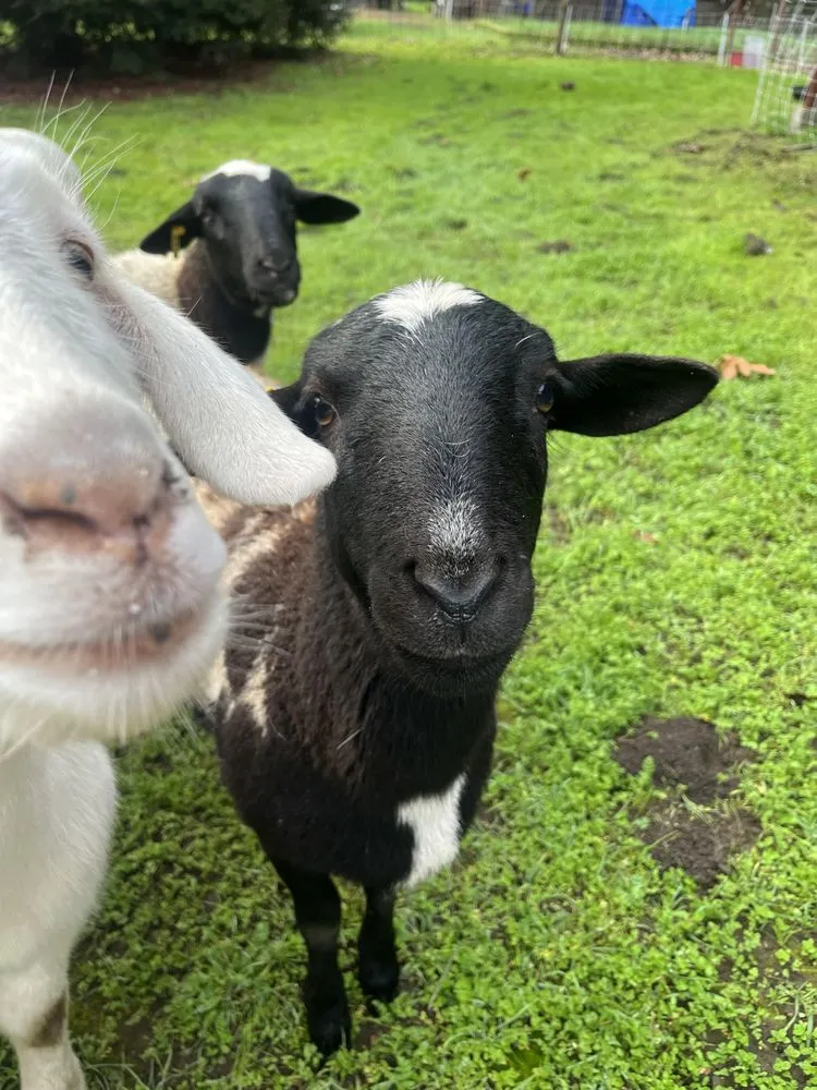 Local yard cleanup service in Morgan Hill, CA - Votaw Livestock