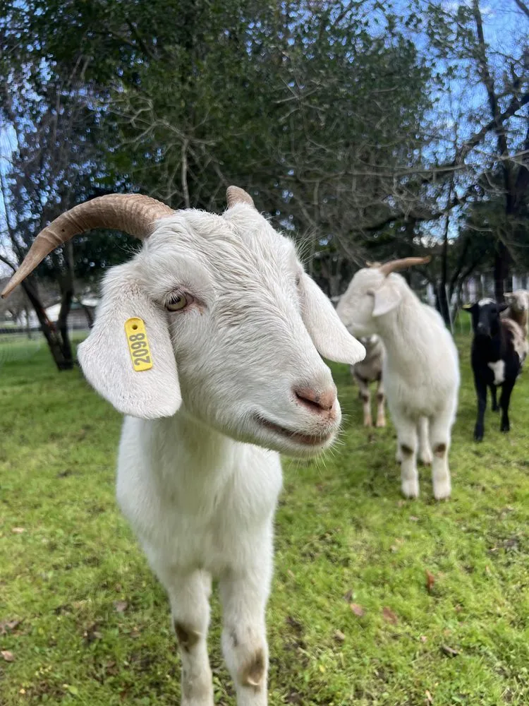 Trusted yard maintenance in Morgan Hill, CA - Votaw Livestock