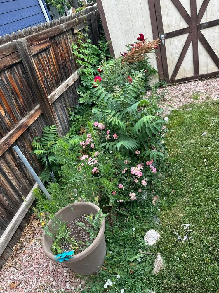 Custom yard cleanup service in Brighton, CO - VOX Lawn Services