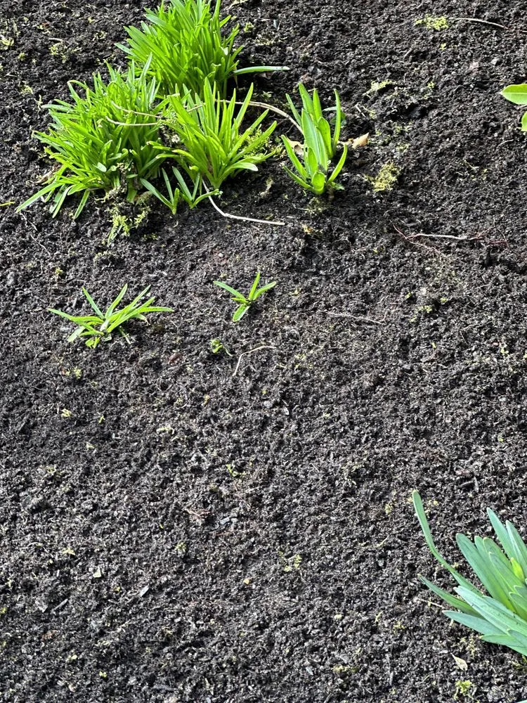 Reliable yard cleanup service for residential properties across Tigard, OR - VR Landscape