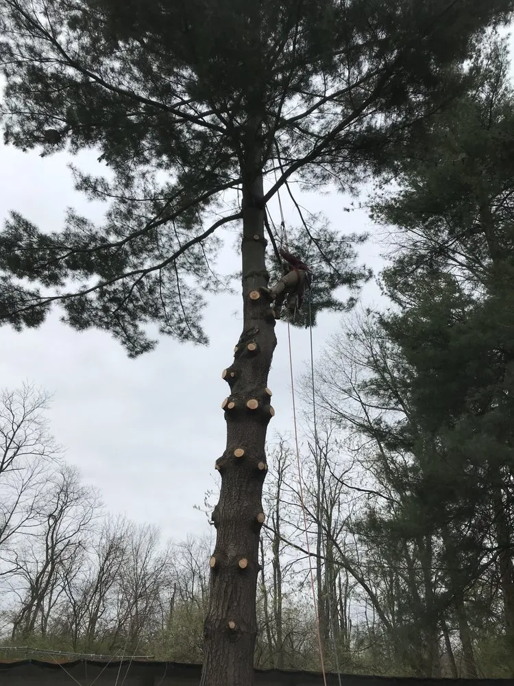 Reliable landscape installation in Cincinnati, OH - V&R Landscaping & Lawn