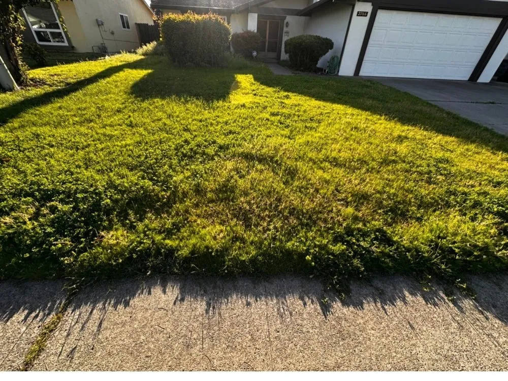Reliable yard maintenance experts serving Elk Grove, CA - VS Lawn Care