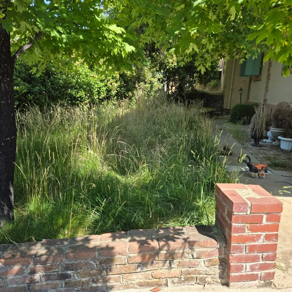Professional landscaping services in Elk Grove, CA - VS Lawn Care