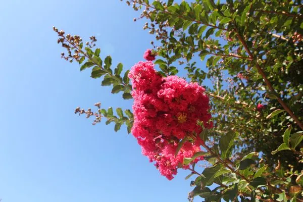 VS Roses & Landscape Design