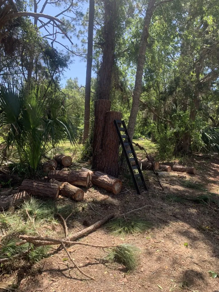 Trusted yard maintenance in Apopka, FL by V’s Tree’s