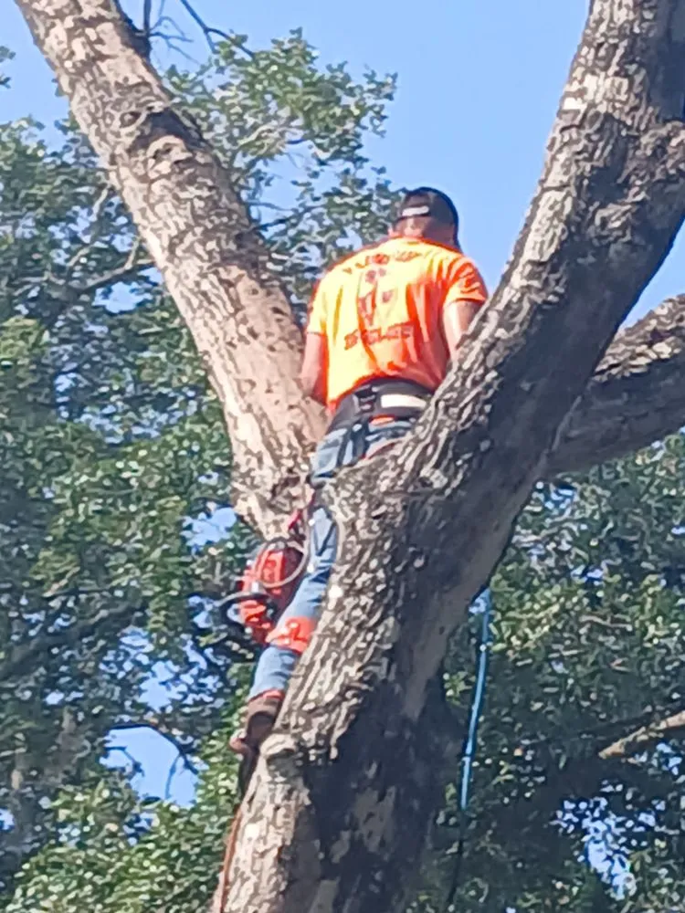 Professional yard maintenance experts serving Apopka, FL - V’s Tree’s