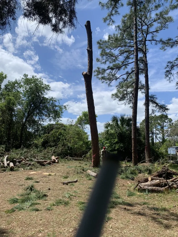 Expert landscaping services experts serving Apopka, FL - V’s Tree’s