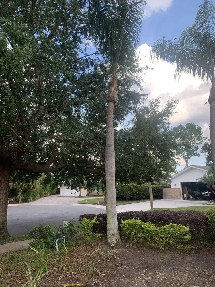 Affordable landscape design experts serving Apopka, FL - V’s Tree’s