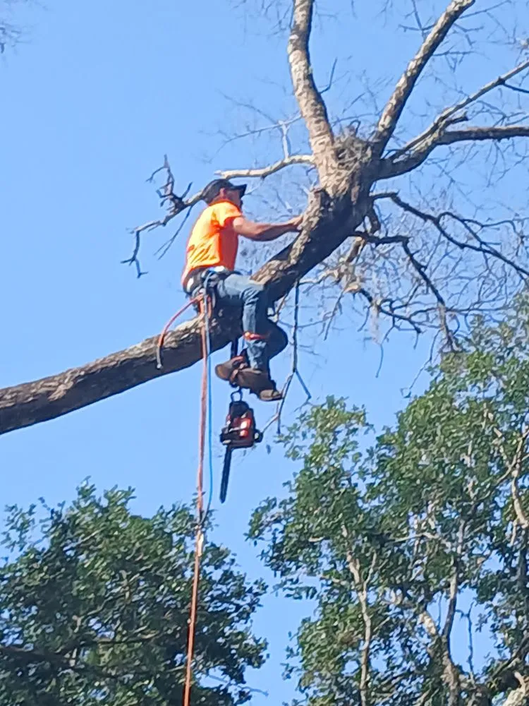 Local landscape design with custom design across Apopka, FL - V’s Tree’s