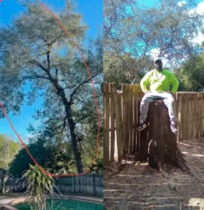 Reliable lawn care service in Belle Isle, FL - Vsaceboy Designer Tree and Lawn Service