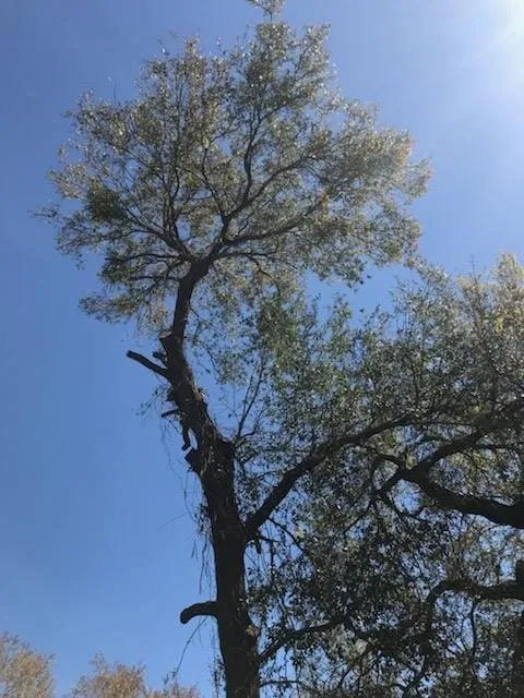 Expert yard maintenance in Belle Isle, FL by Vsaceboy Designer Tree and Lawn Service