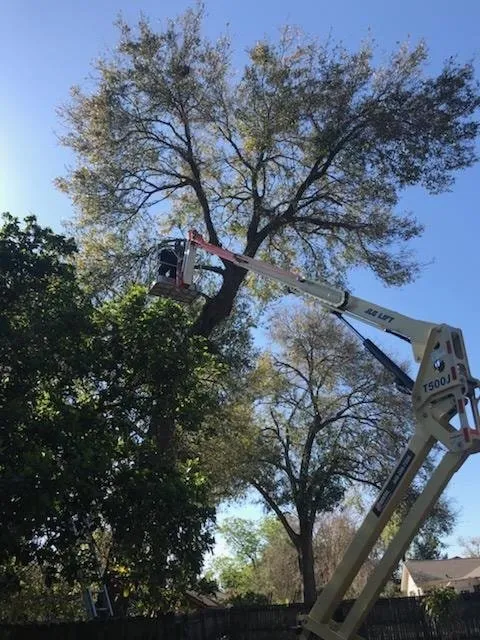 Expert lawn mowing service near you in Belle Isle, FL by Vsaceboy Designer Tree and Lawn Service