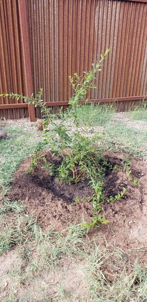 Top-rated yard cleanup service in Tucson, AZ by VSV Construction