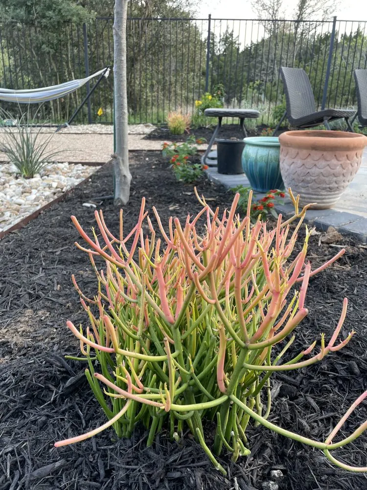 Top-rated yard cleanup service in Austin, TX - Vt lawn care