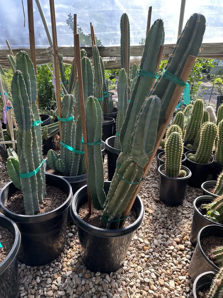 Top-rated outdoor landscaping in Austin, TX by Vt lawn care