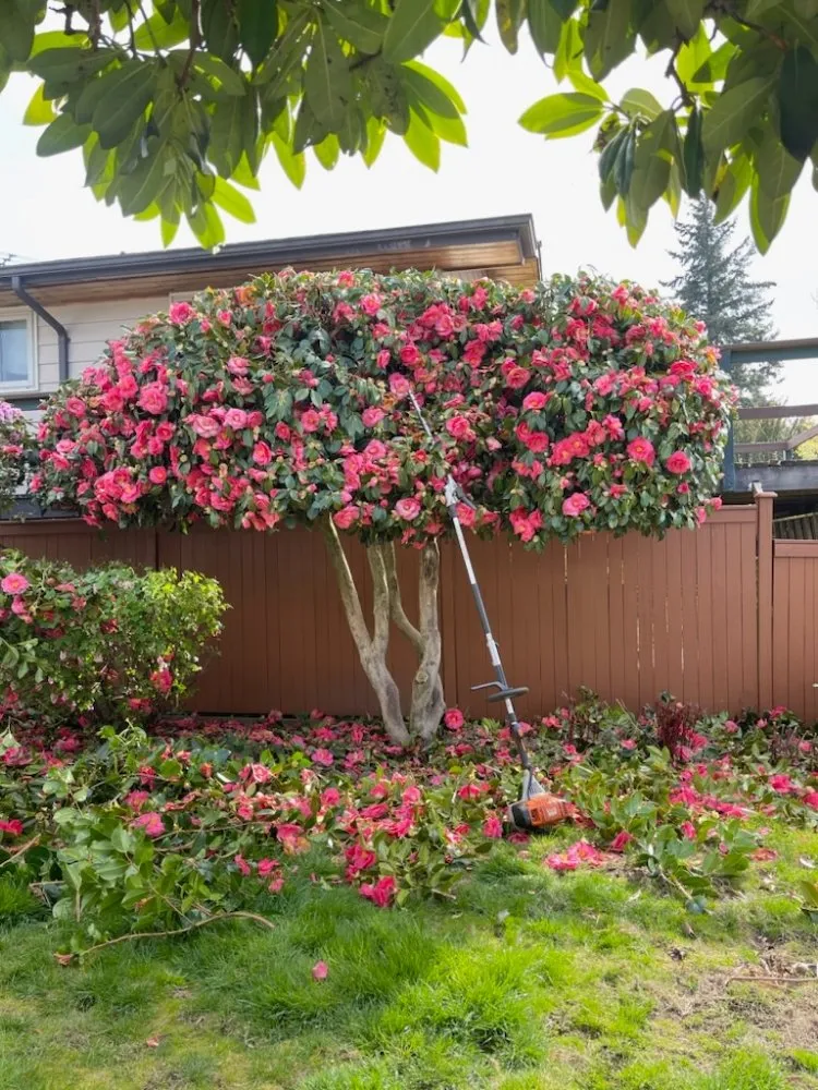 Professional outdoor landscaping experts serving Seattle, WA - Vu Nguyen Landscaping And Junk Removal