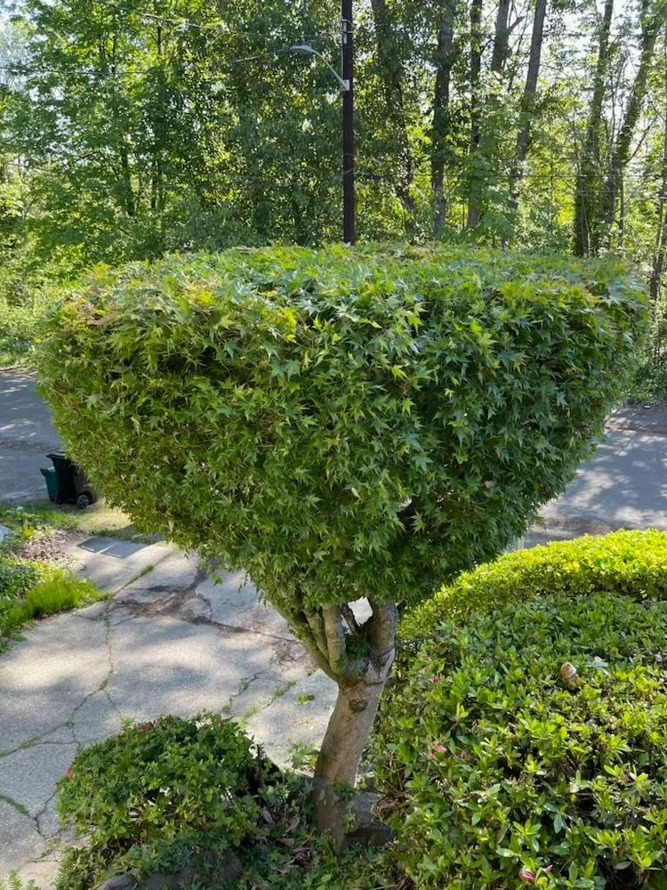 Trusted garden landscaping in Seattle, WA by Vu Nguyen Landscaping And Junk Removal