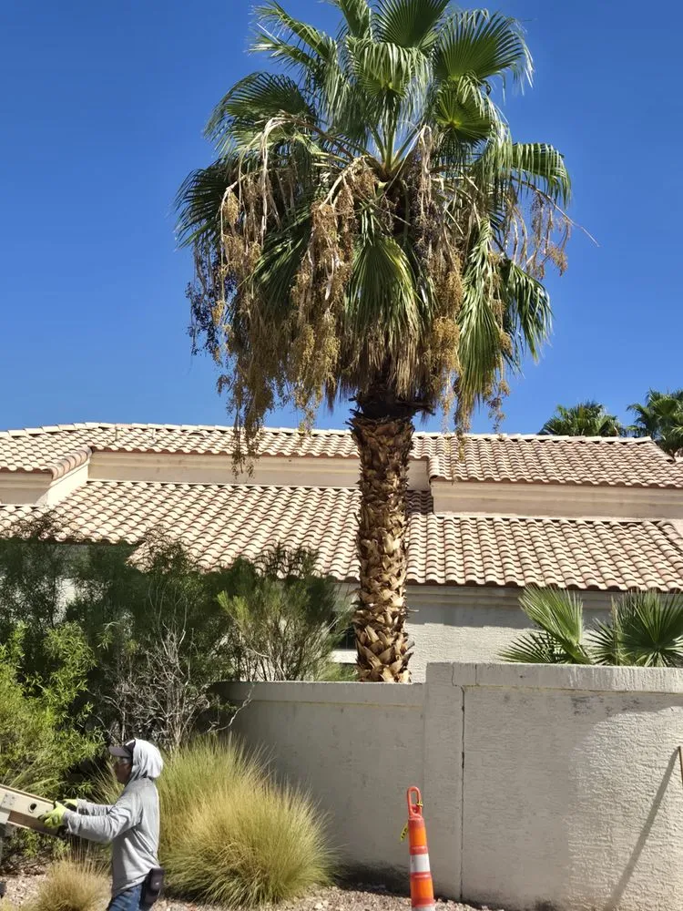 Professional yard maintenance for beautiful yards in Las Vegas, NV by VV Landscaping