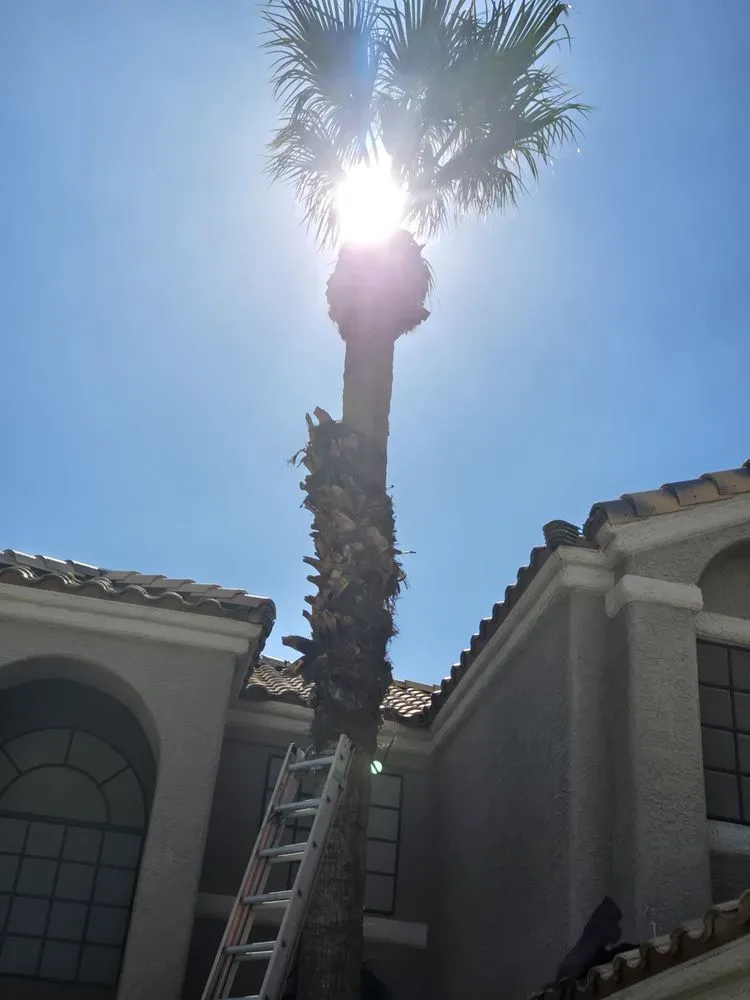 Top-rated residential landscaping near you in Las Vegas, NV by VV Landscaping