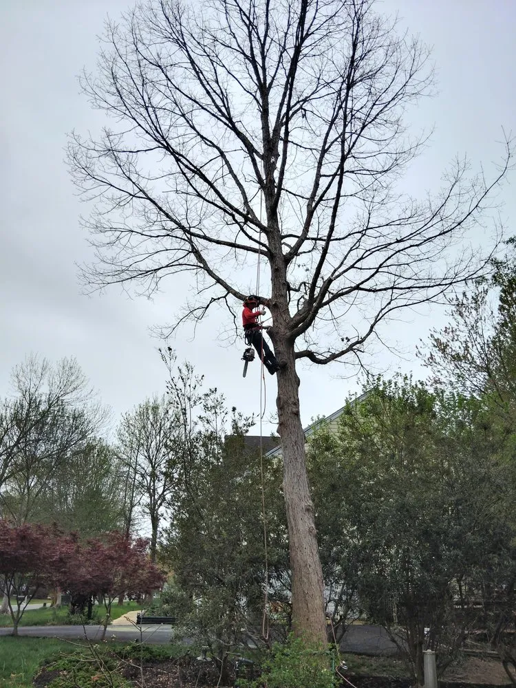 Trusted residential landscaping for outdoor upgrades across Chester, VA - V&V Lawn Care