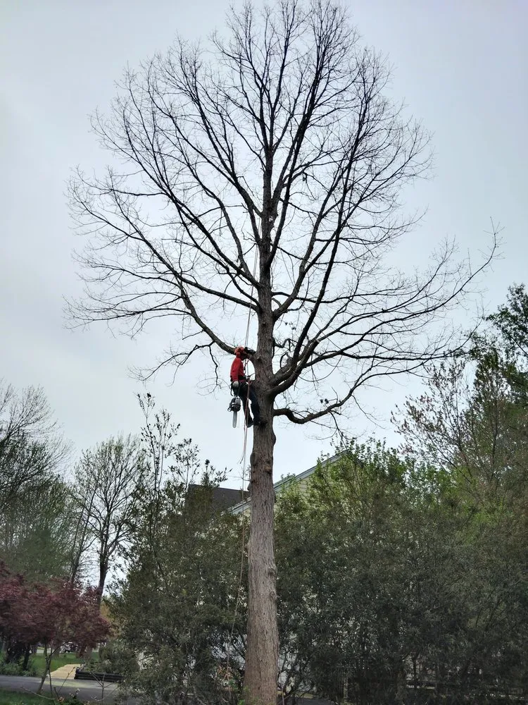 Professional landscaping services experts serving Chester, VA - V&V Lawn Care