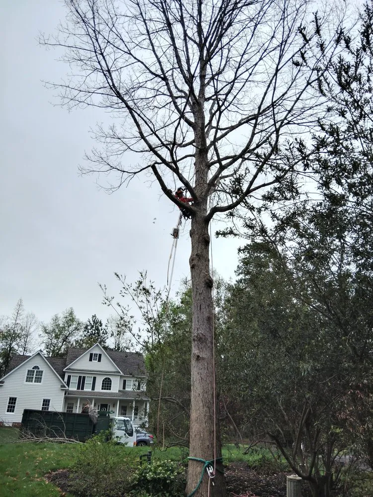 Custom landscape installation experts serving Chester, VA - V&V Lawn Care