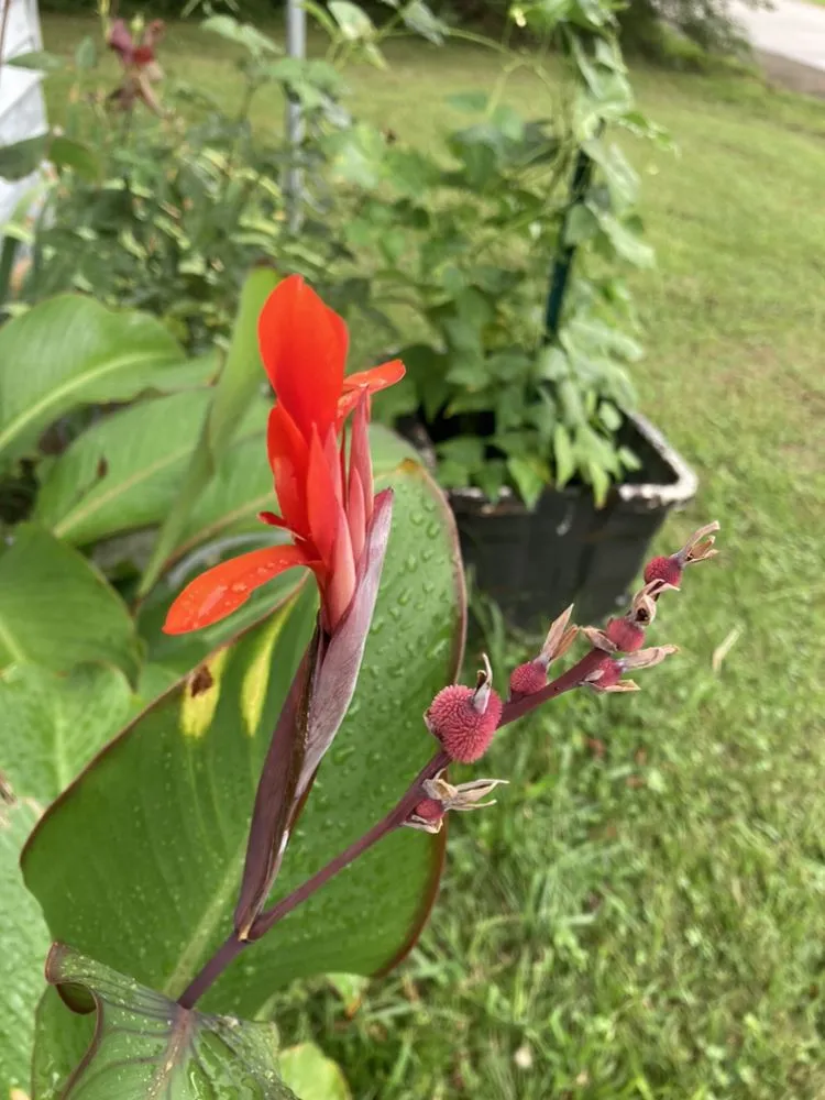 Affordable landscape design in Rockwood, TN by W & R Mac Dermott Affordable Lawn Care