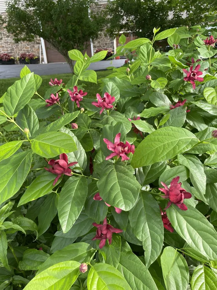 Affordable landscaping services in Warren, NJ - W Hendershot Landscape Design