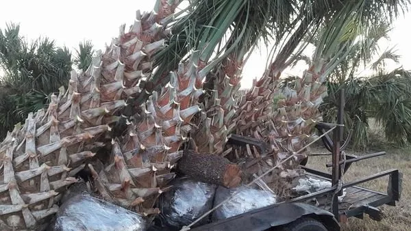 Trusted lawn mowing service for homes in Dunnellon, FL by W S Palm Trees & Landscape