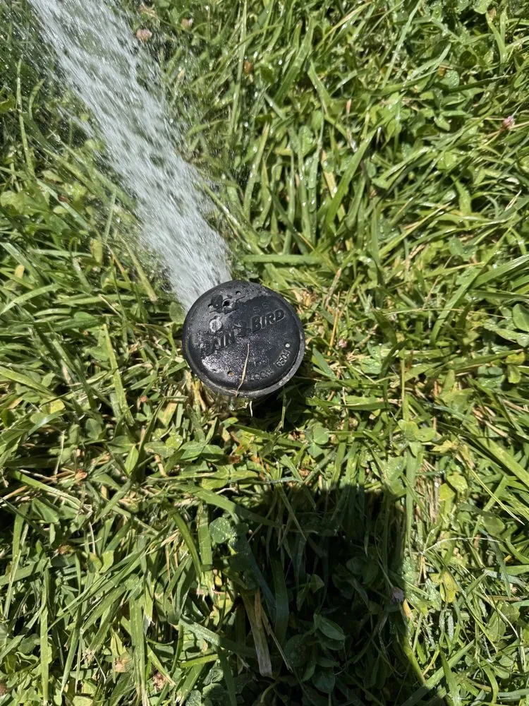 Affordable yard cleanup service experts serving Atascadero, CA - W Vargas Landscaping