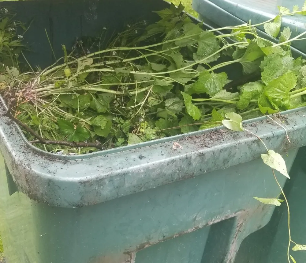 Local yard cleanup service experts serving Rochester, NY - Waal Lawns Care