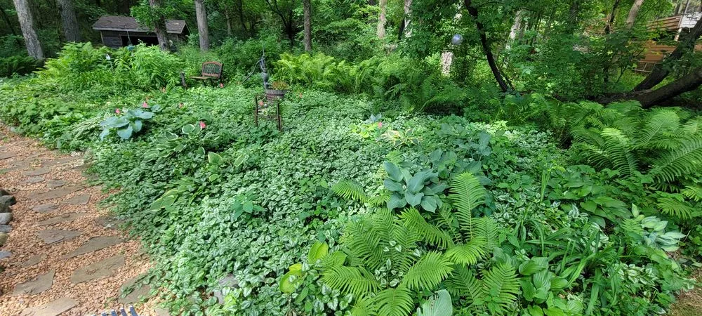 Professional lawn mowing service for homes across Rosemount, MN - Wachter Landscaping