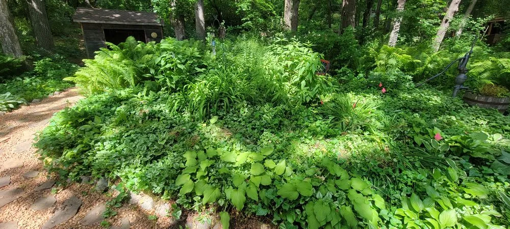 Custom lawn mowing service experts serving Rosemount, MN - Wachter Landscaping