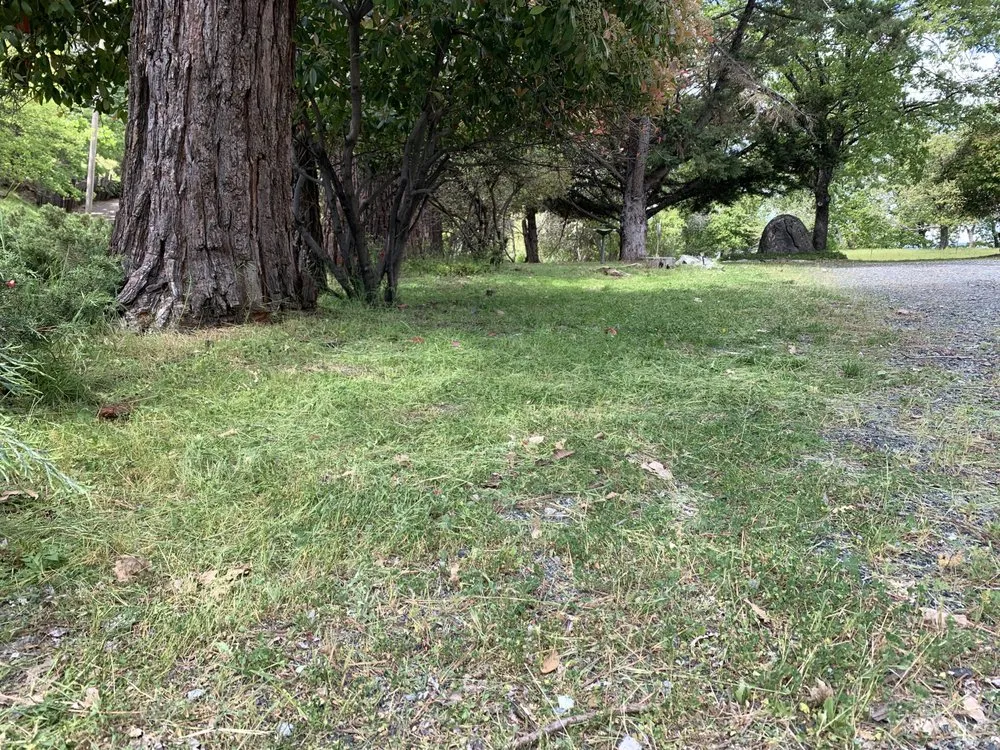 Professional yard cleanup service experts serving Sonora, CA - Wacky Weedeating