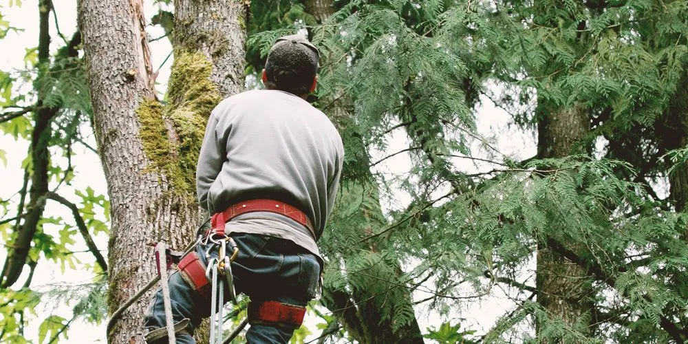 Custom landscape installation in Waco, TX by Waco Lawns