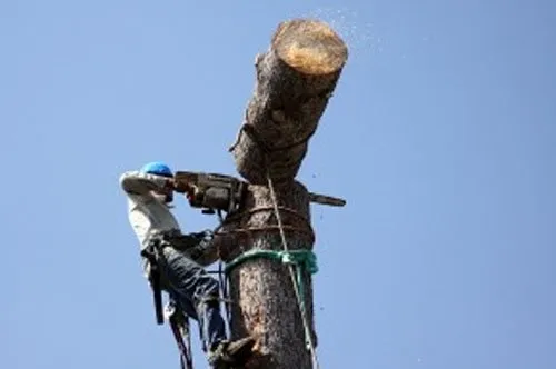 Expert lawn care service in Waco, TX - Waco Lawns