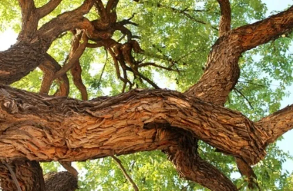 Expert yard cleanup service in Waco, TX by Waco Tree & Lawn Care Solutions