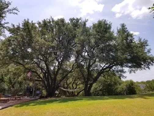 Affordable yard maintenance in Waco, TX by Waco Tree & Lawn Care Solutions