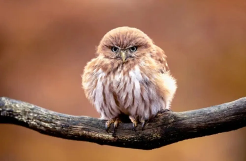 Affordable landscape design in Waco, TX - Waco Tree & Lawn Care Solutions