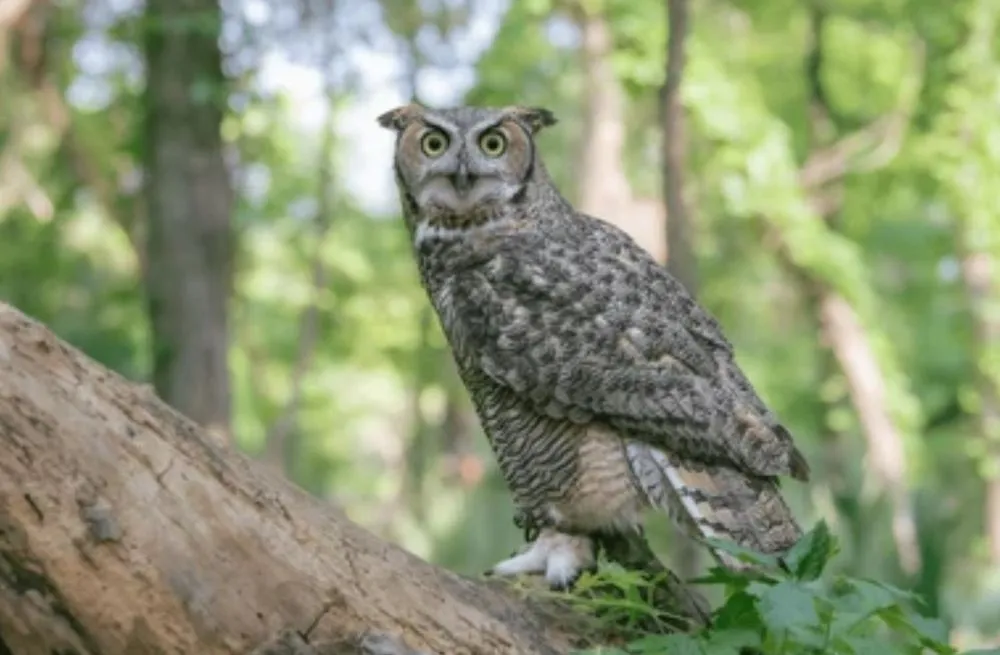 Custom lawn mowing service in Waco, TX by Waco Tree & Lawn Care Solutions