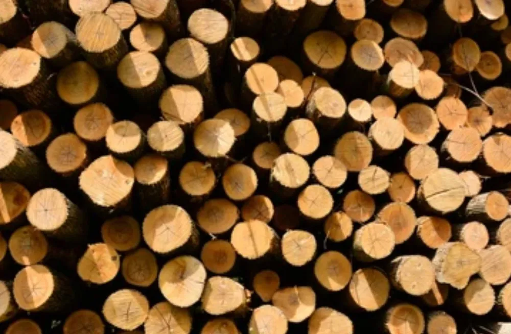 Top-rated yard maintenance in Waco, TX - Waco Tree & Lawn Care Solutions