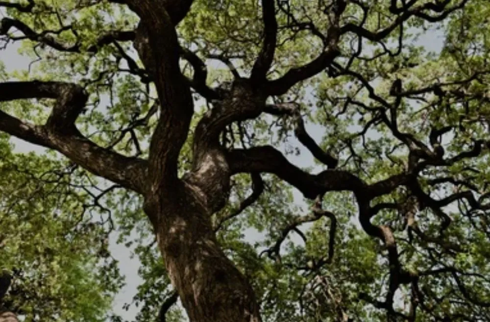 Local residential landscaping experts serving Waco, TX - Waco Tree & Lawn Care Solutions