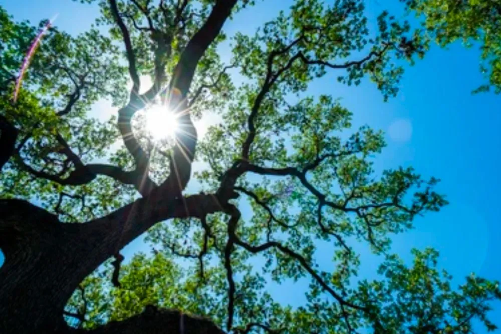 Affordable yard cleanup service in Waco, TX by Waco Tree & Lawn Care Solutions