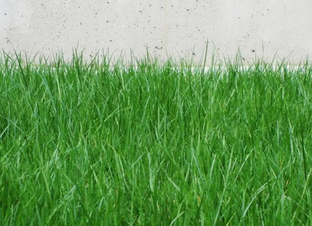 Affordable lawn care service near you across Waco, TX - Waco Yardworx