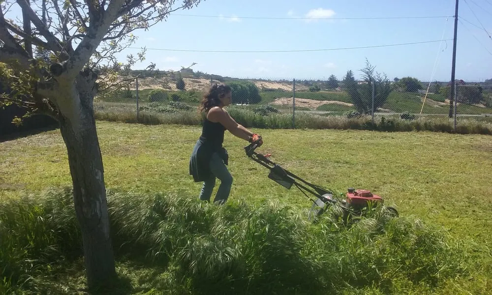 Reliable lawn care service in Salinas, CA by Waddell's Yard & Tree Service