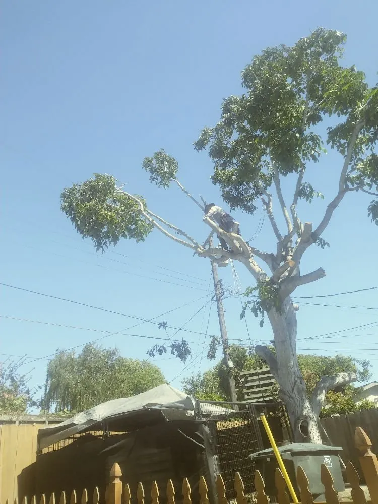 Local landscape design for homes in Salinas, CA by Waddell's Yard & Tree Service