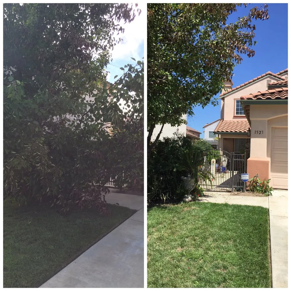 Local lawn care service experts serving Salinas, CA - Waddell's Yard & Tree Service