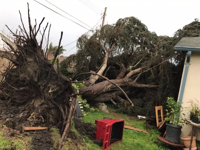 Expert outdoor landscaping for year-round maintenance in Salinas, CA by Waddell's Yard & Tree Service