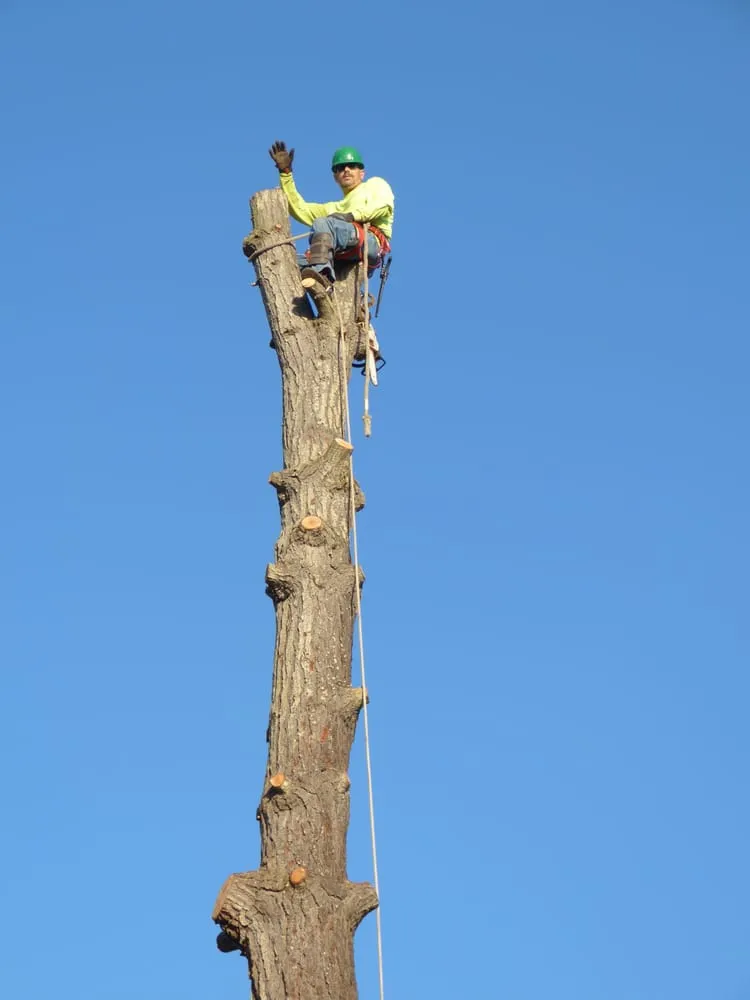 Custom residential landscaping in Salinas, CA - Waddell's Yard & Tree Service